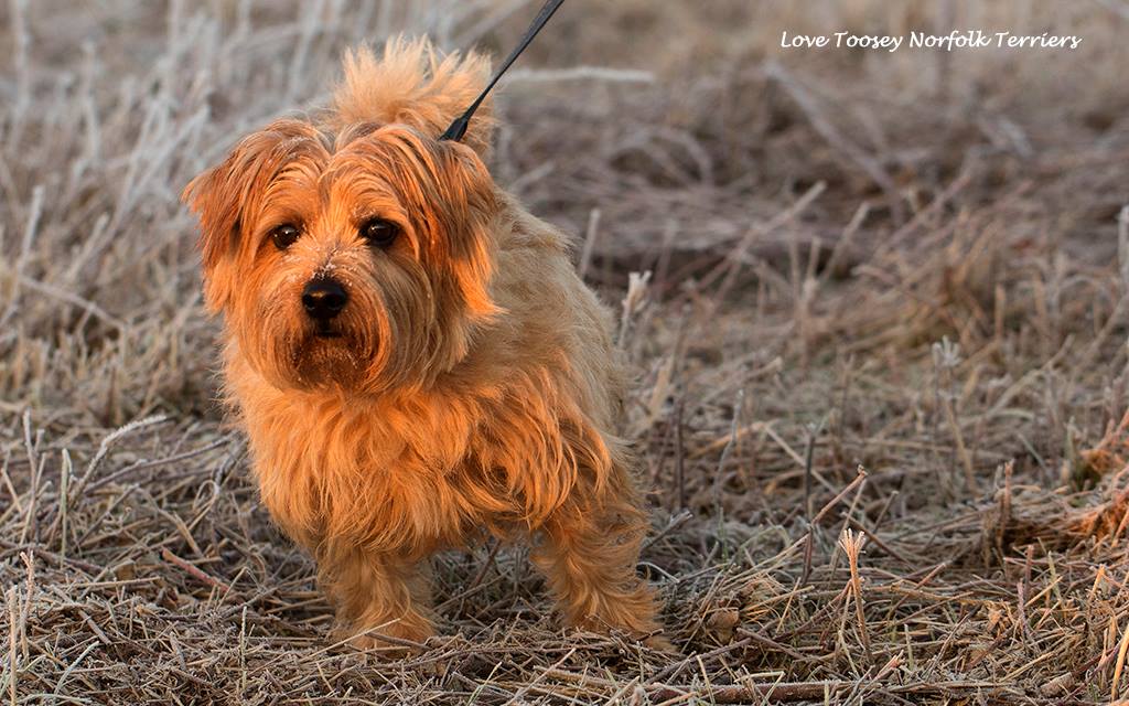 Look who's coming to my party...... - Toosey Norfolk Terriers
