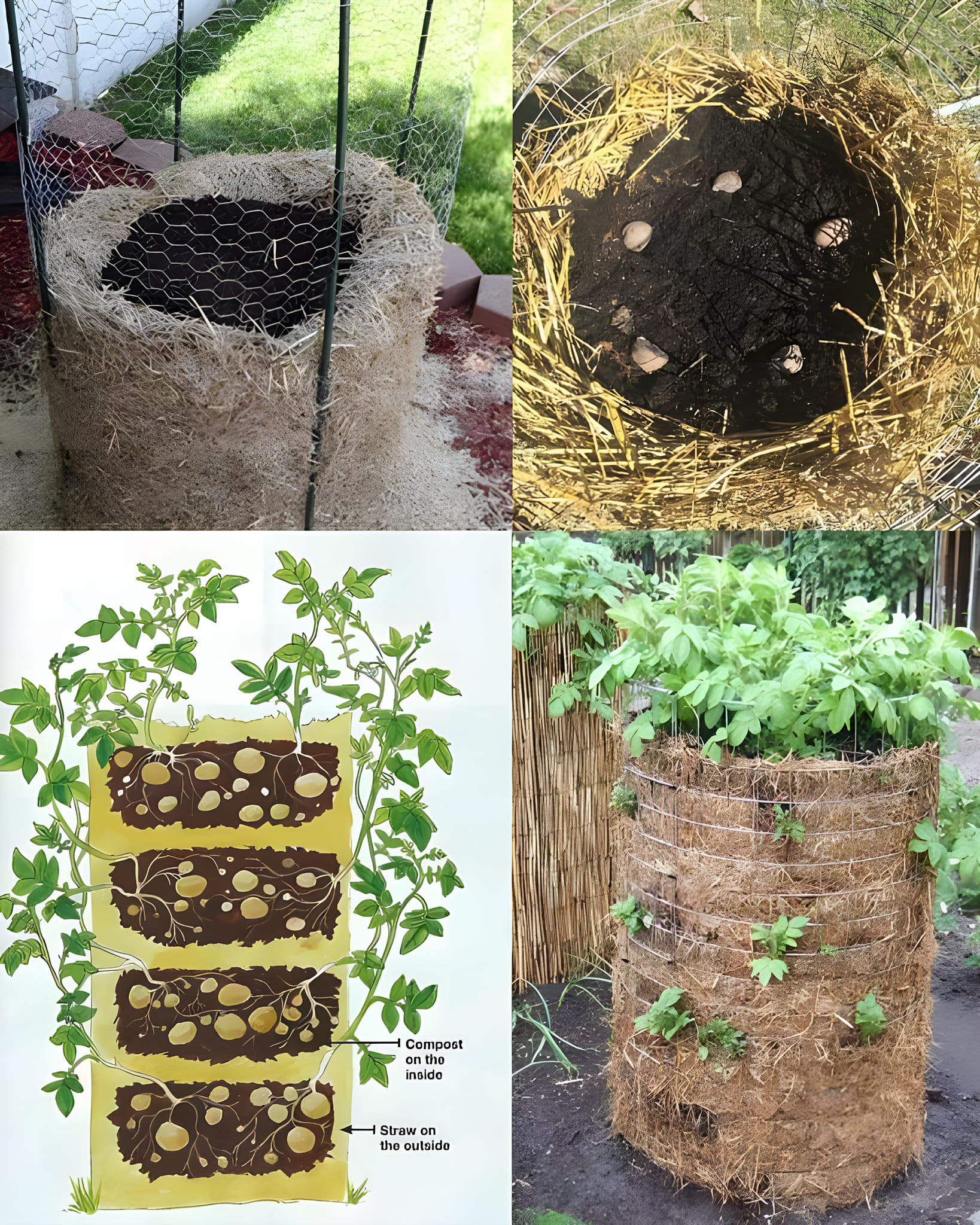 How its makes | a vertical potato growing method ideal for small spaces ...