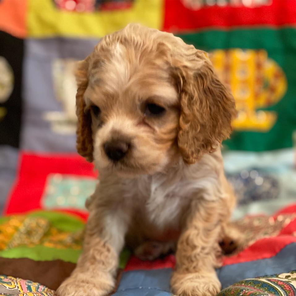 Cocker Spaniels & Maxi Cockapoos of Southeast Oklahoma