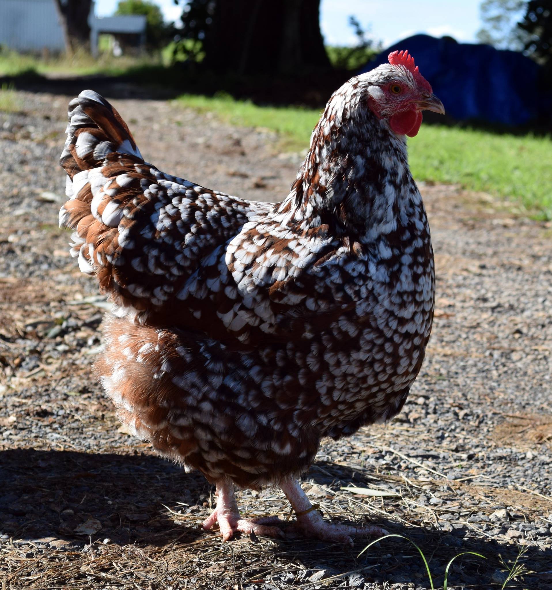 For sale - Trio of Speckled... - Northern Rivers Poultry | Facebook