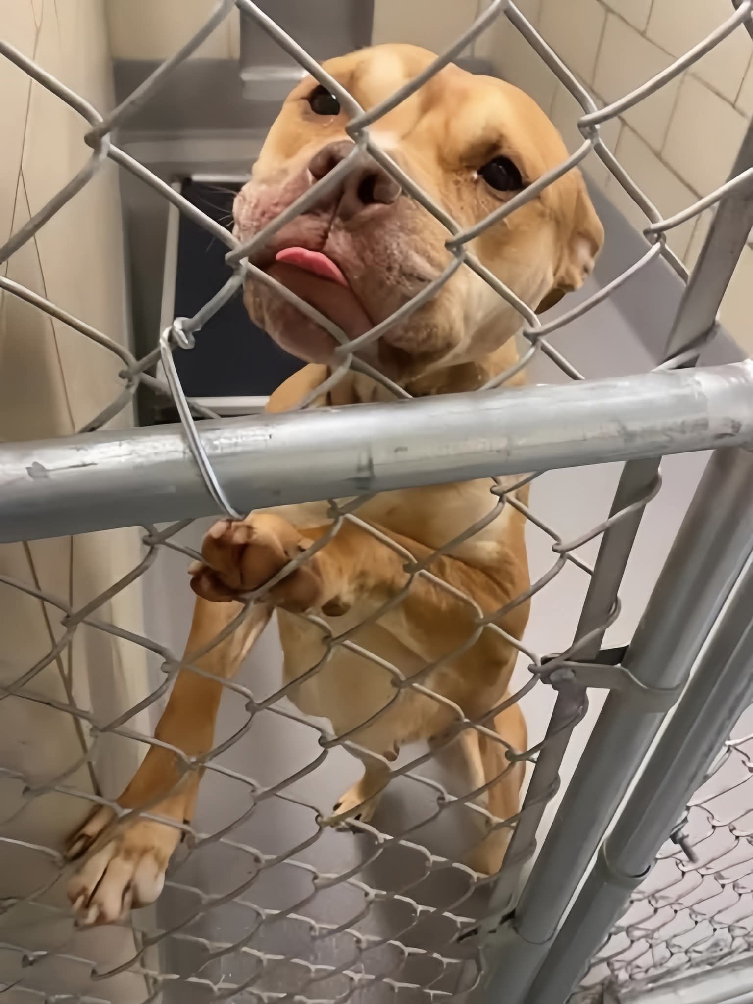 We - She was chained to a crate with no shade, no food, no hope. When ...