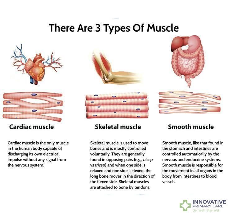Anatomy and Physiology | This image explains the three main types of ...