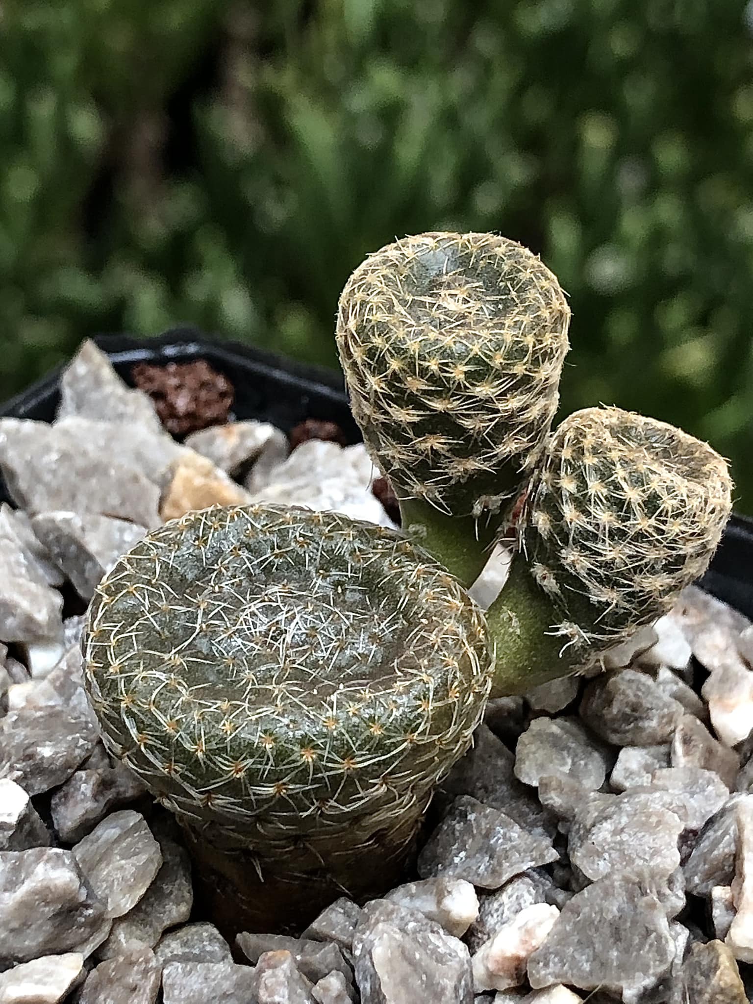 🥜 Maihueniopsis clavarioides 🥜... - El jardín de Ganesha