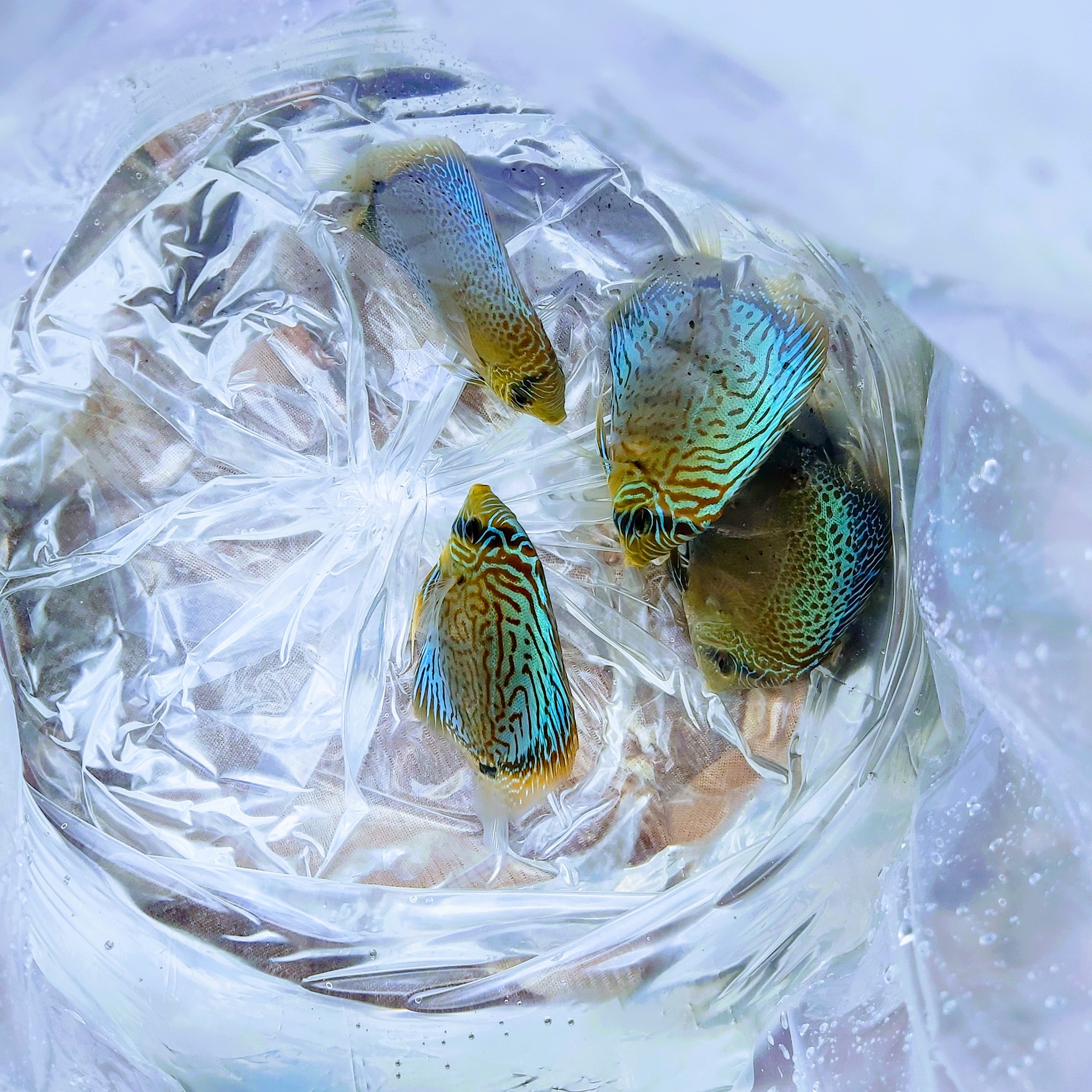 GA Discus - 💙🐆 Cross ️ #discusfish #negombodiscus... | Facebook