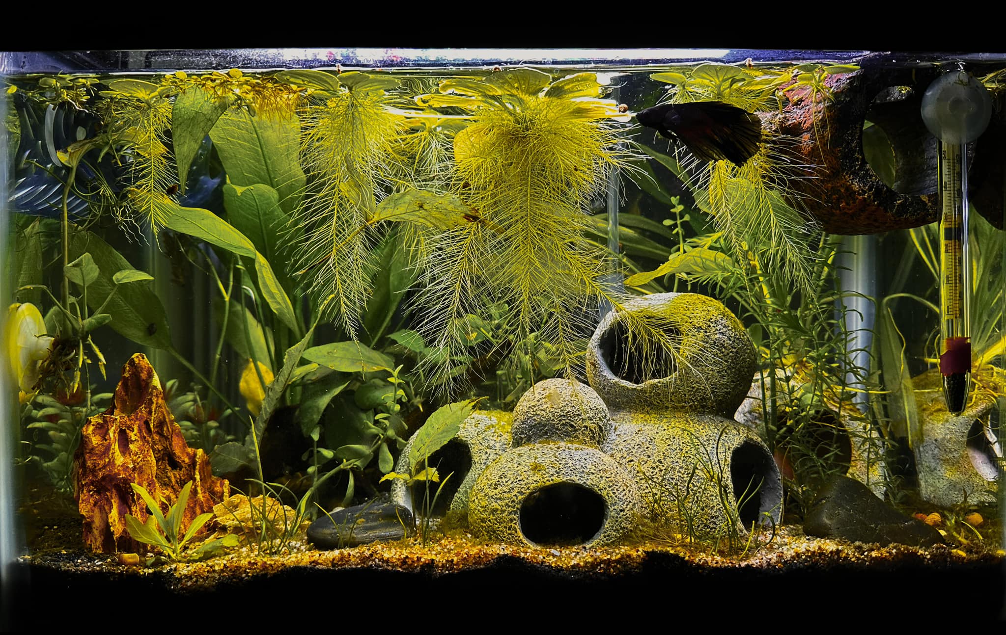 choosing a tank fish care nippyfish.netnippyfish.net Aquarium Co-Op Net Once in Kribs (Pelmatochromis kribensis) - Fish