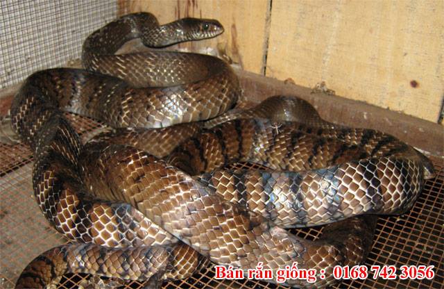 Trang Trại Rắn Mối KIỀU HOA... - Trang Trại Rắn Mối KIỀU HOA