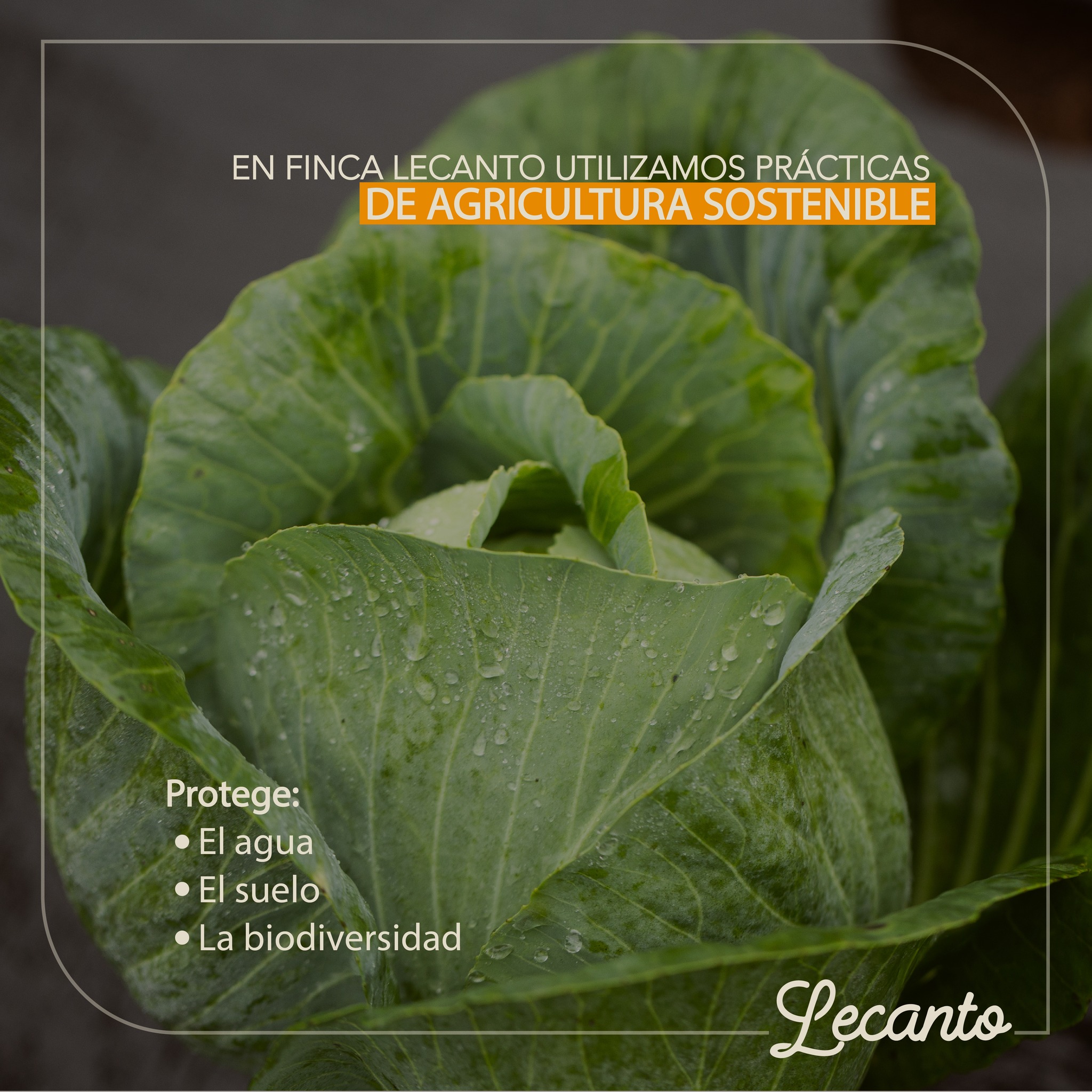 Finca Lecanto | San Ramón