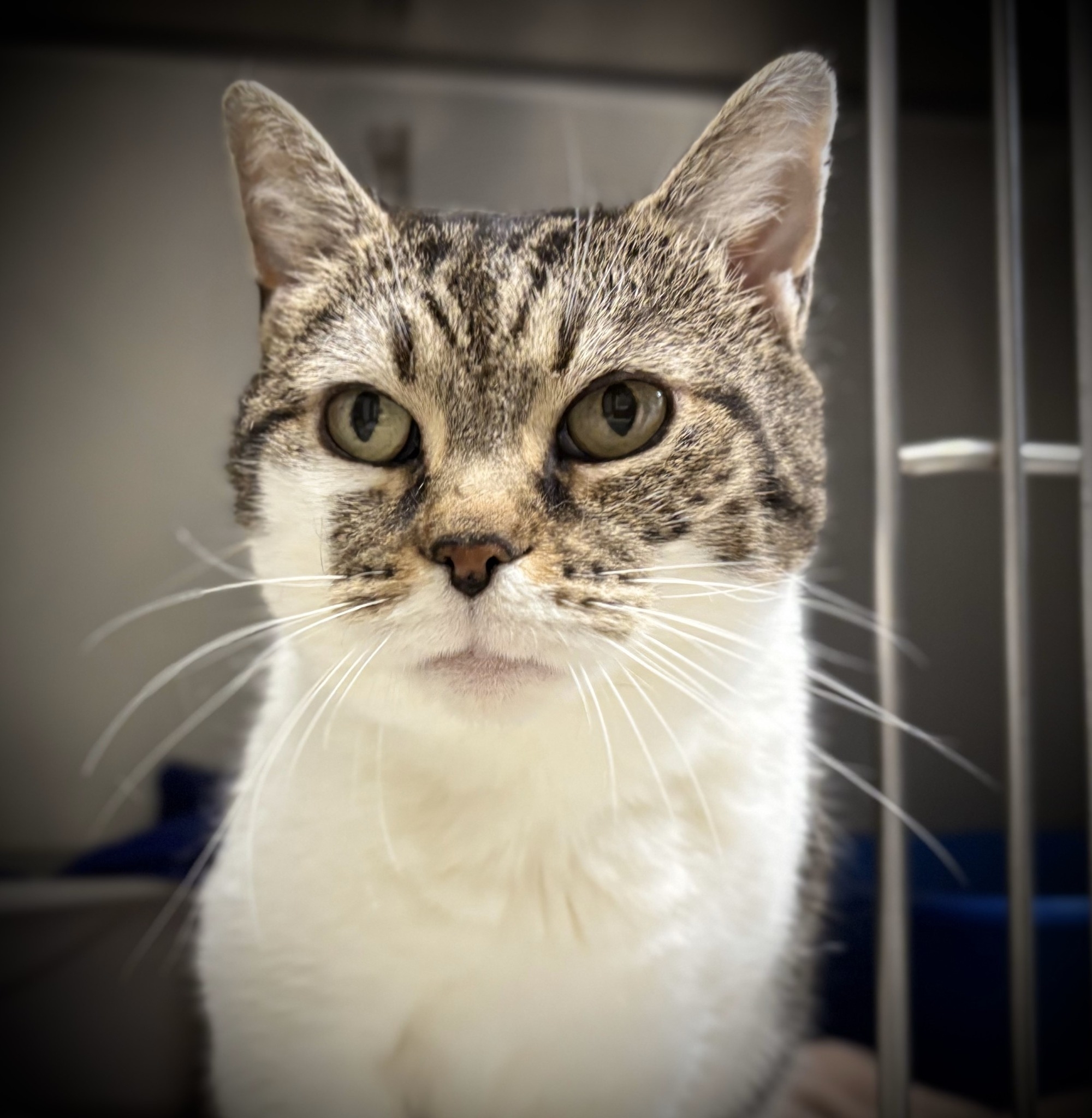Humane Society of Montgomery County | Christiansburg VA