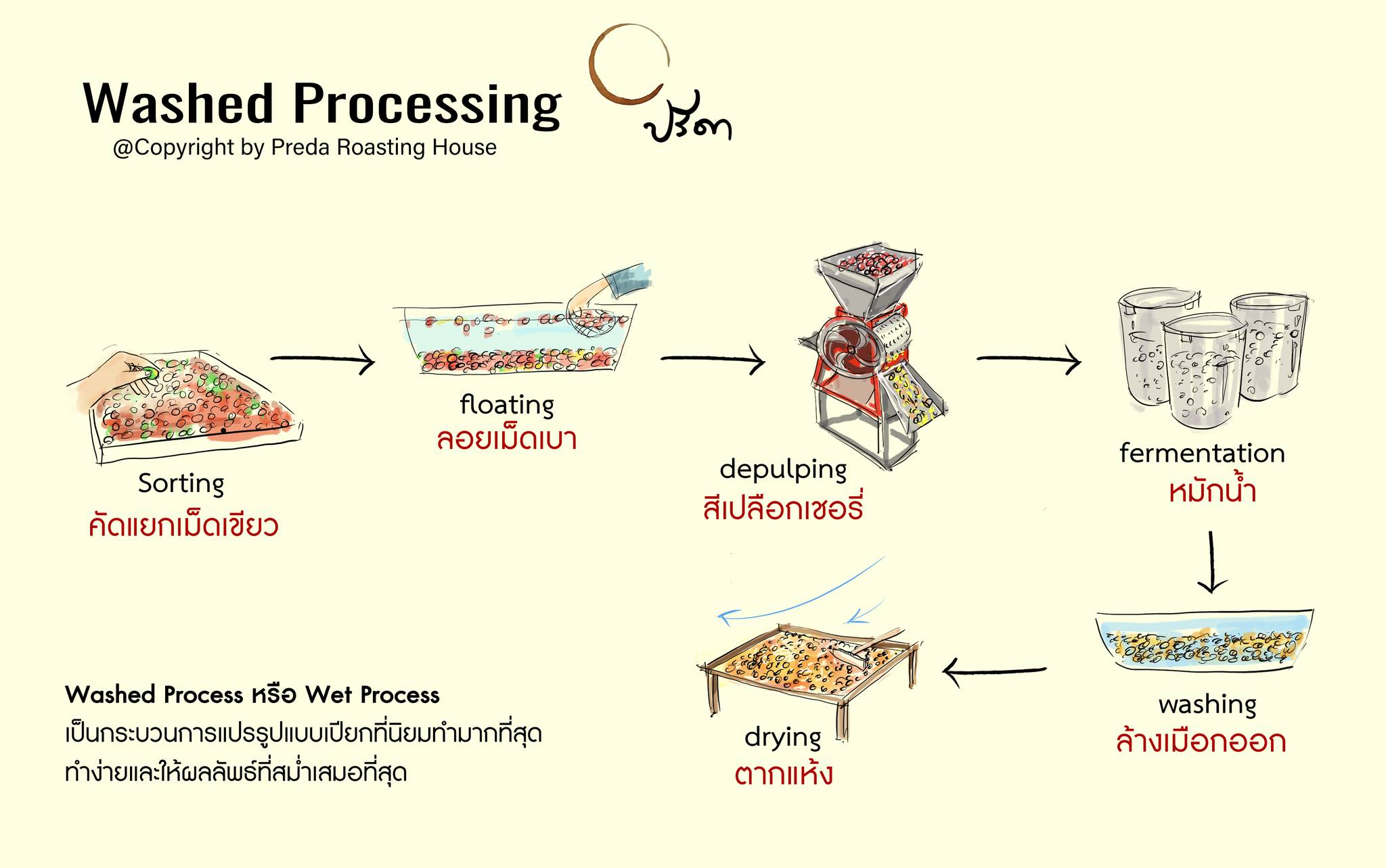 Aillio Thailand - Washed Process...