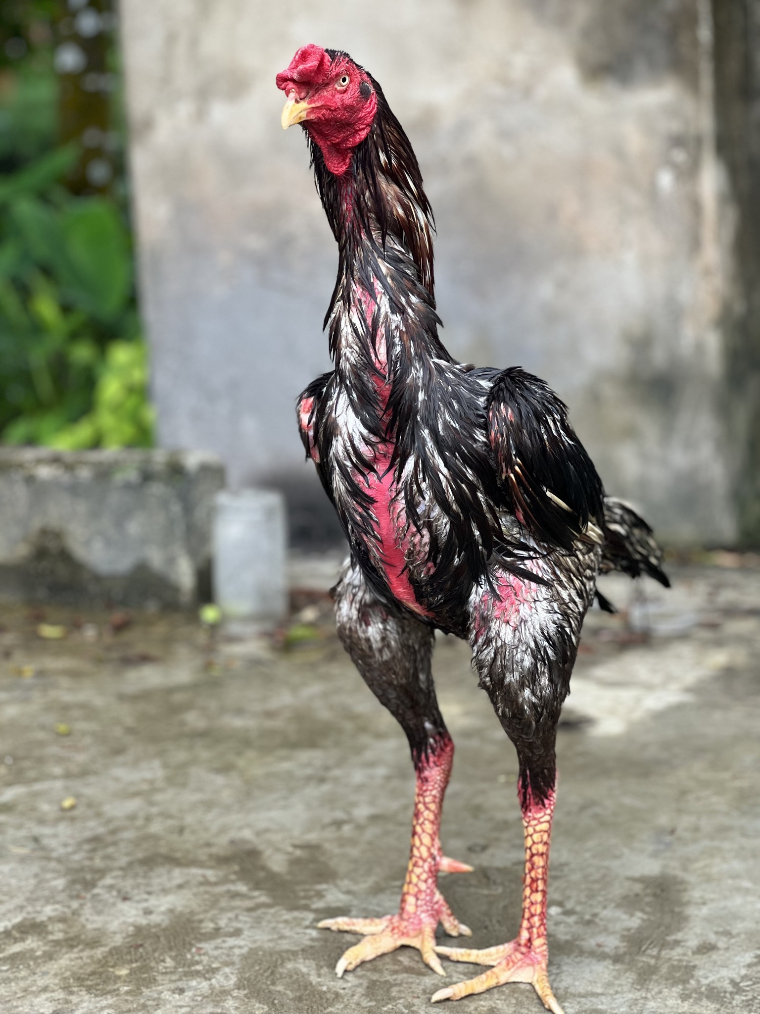 Java Aseel