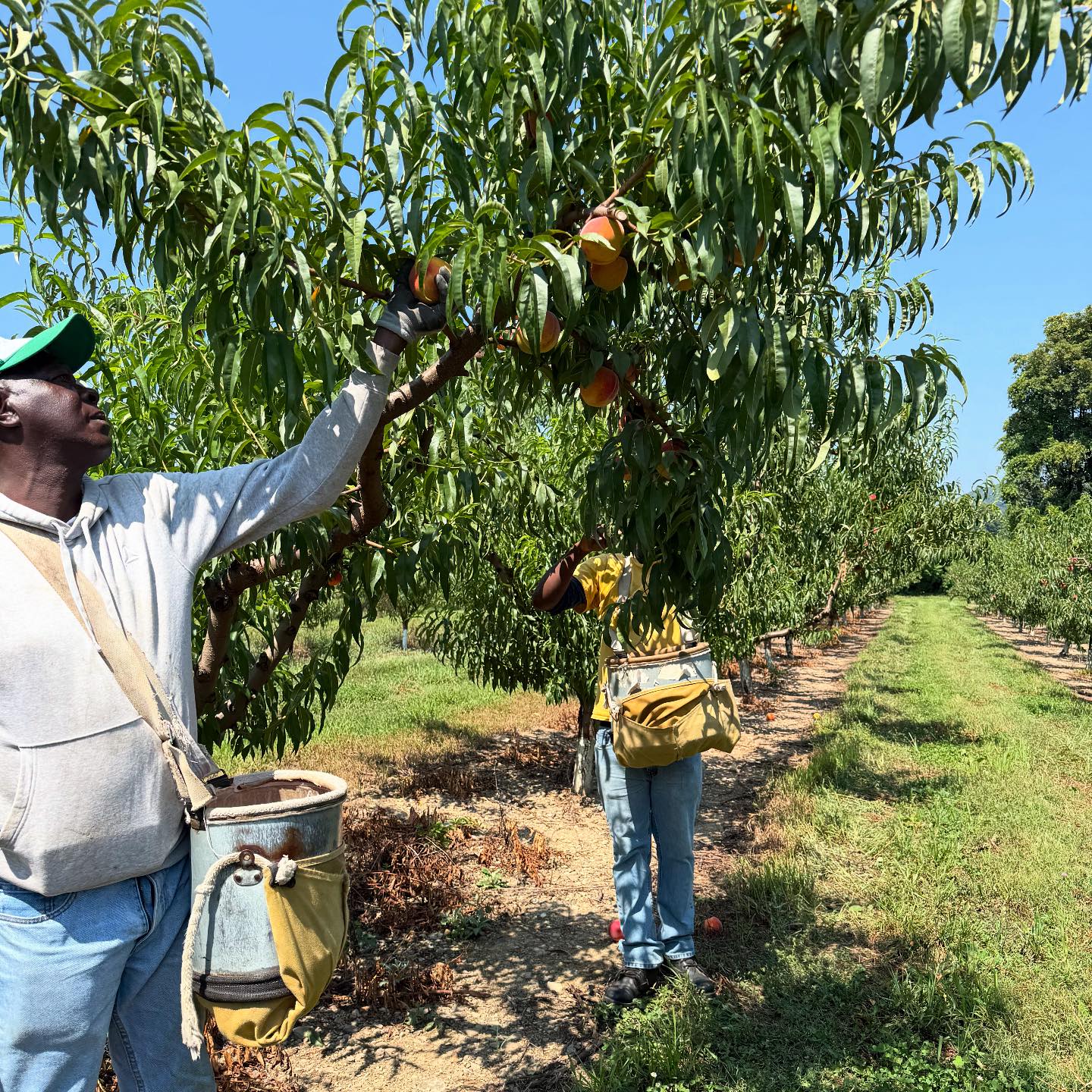 Klein's Kill Fruit Farms | Germantown NY