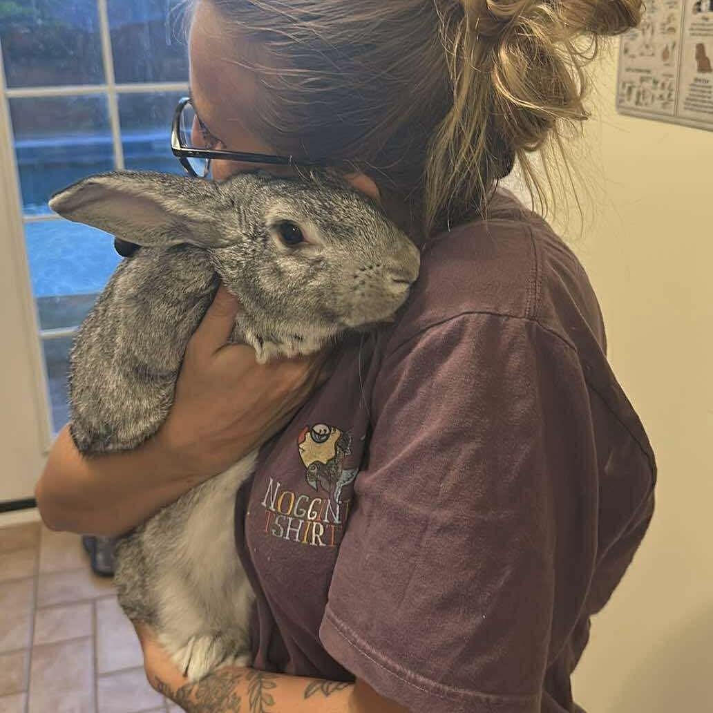 Meet Bradley, named for a... - Huntsville House Rabbits | Facebook
