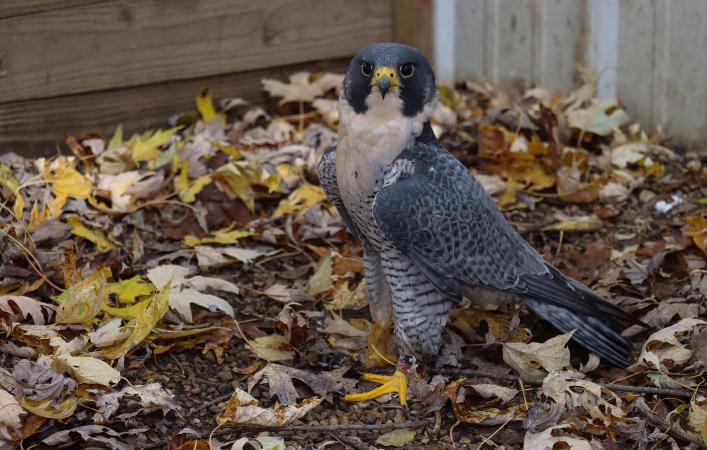 Jude “ the legendary Peregrine... - Illinois Raptor Center | Facebook