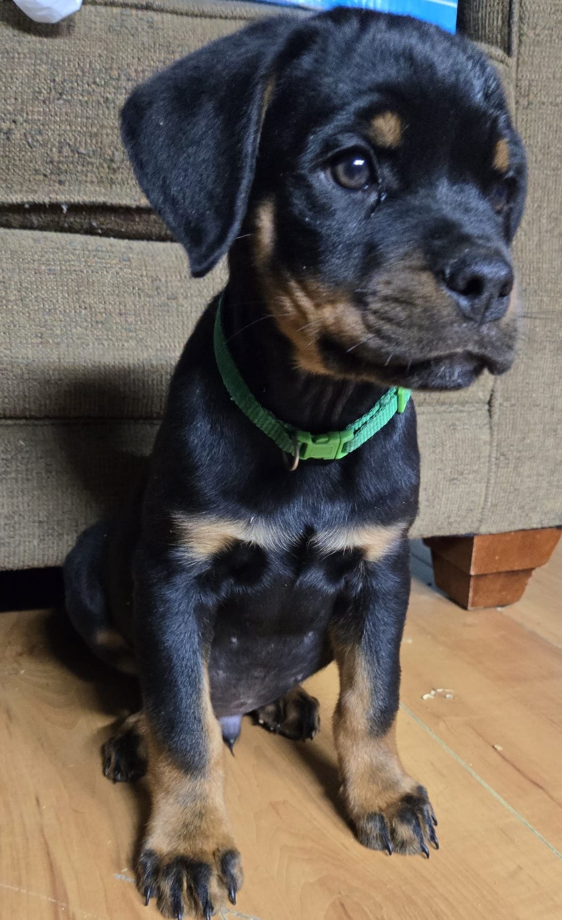 Ross Kennels Rottweilers | Indianapolis IN