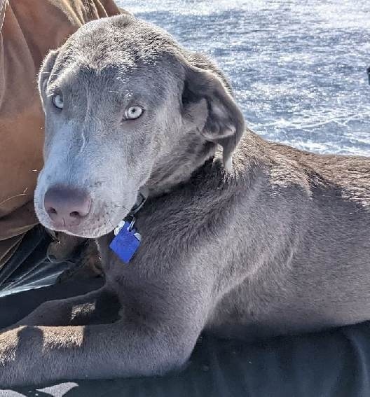 This cute boy is... - Utah Labrador and Newfoundland Rescue | Facebook