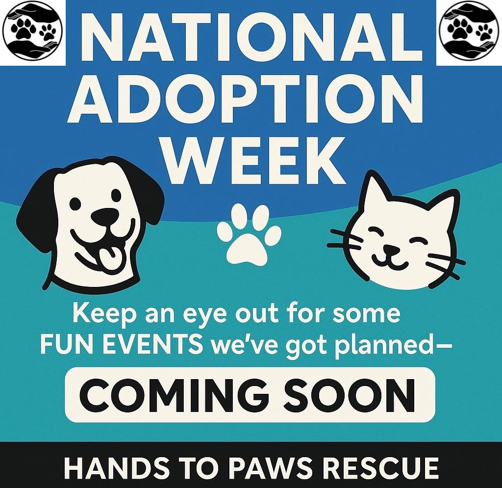 🐾🎉 National Adoption Week Starts... - Hands to Paws Rescue | Facebook