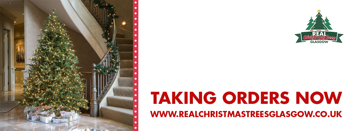 Real Christmas Trees Glasgow Official | Glasgow