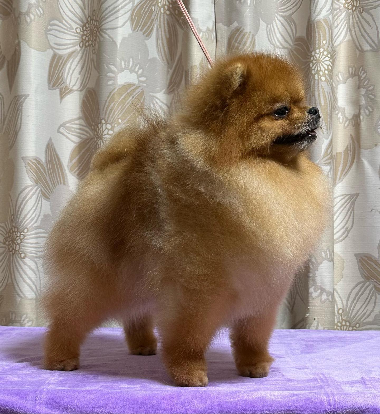 AC Dynasty Pomeranians (@AcDynastyPomeranians) • Facebook