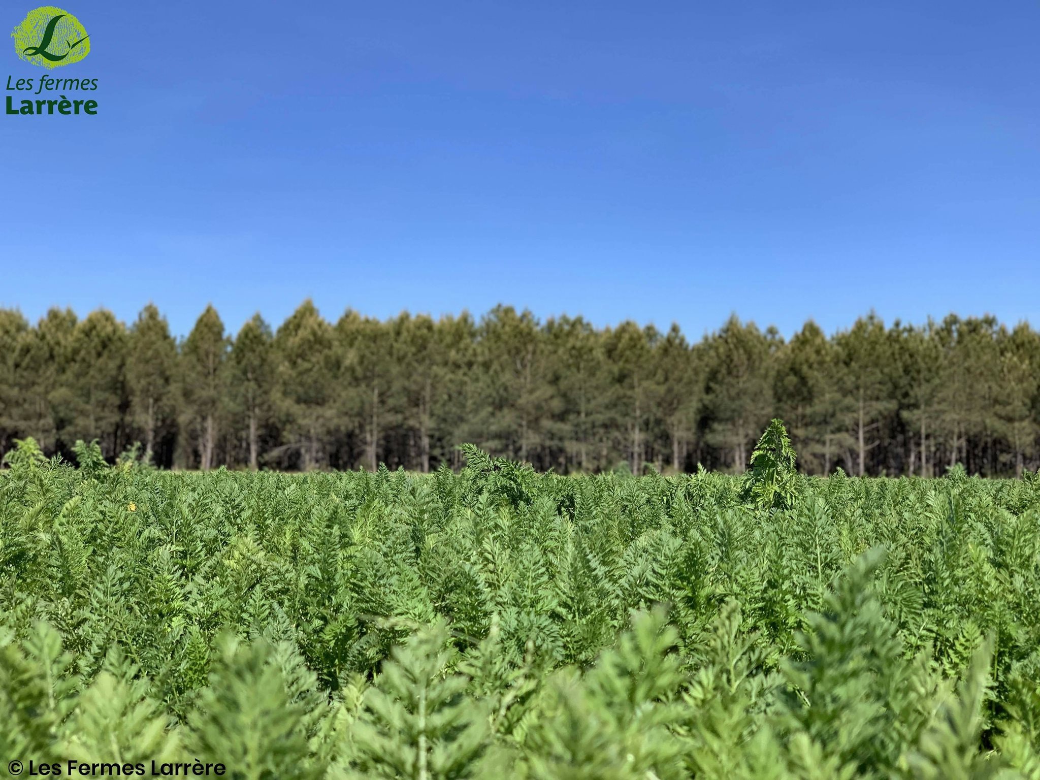 Les fermes Larrère | Liposthey
