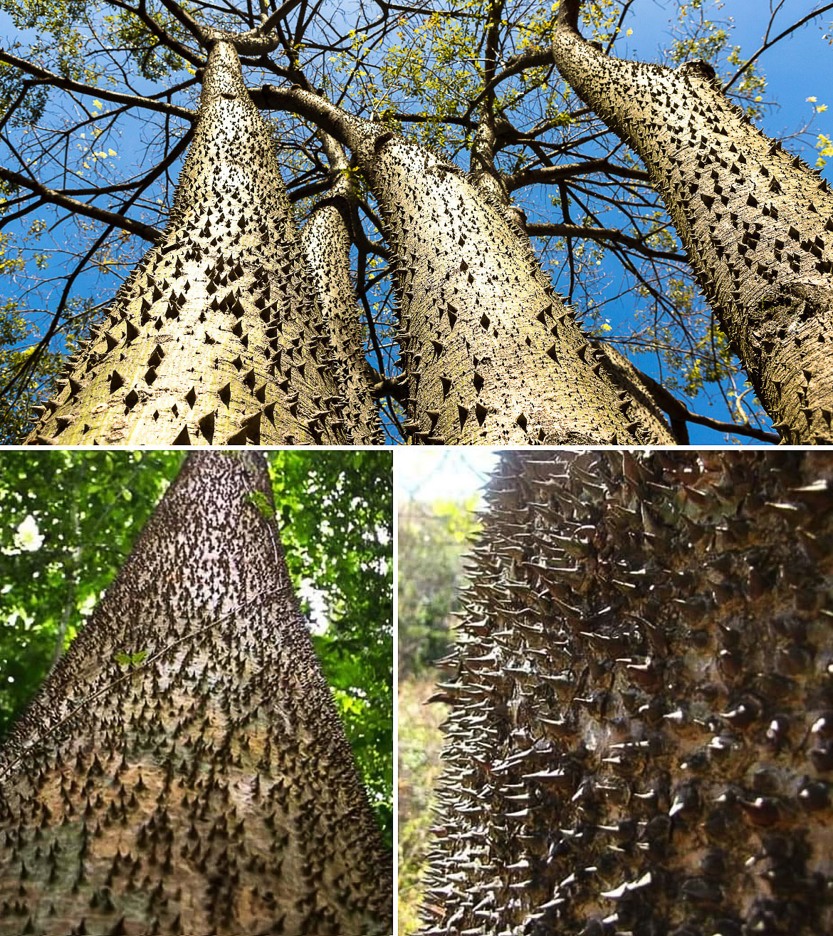 Sandbox tree😮😮 Hura crepitans, the sandbox tree, also known as