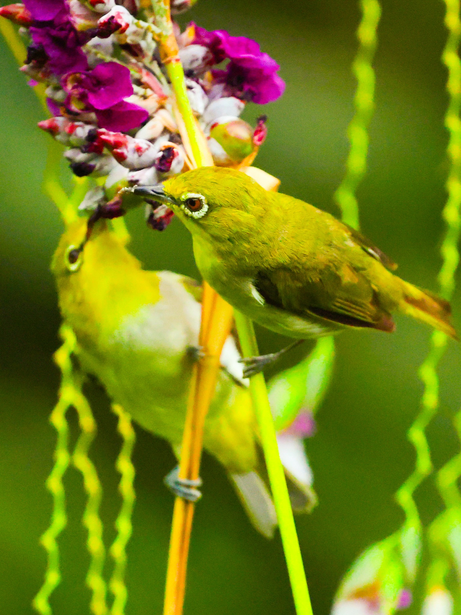 台灣野鳥攝影 Photo-eye鳥訊 | 2025-08-31 植物園 水竹竽 | Facebook