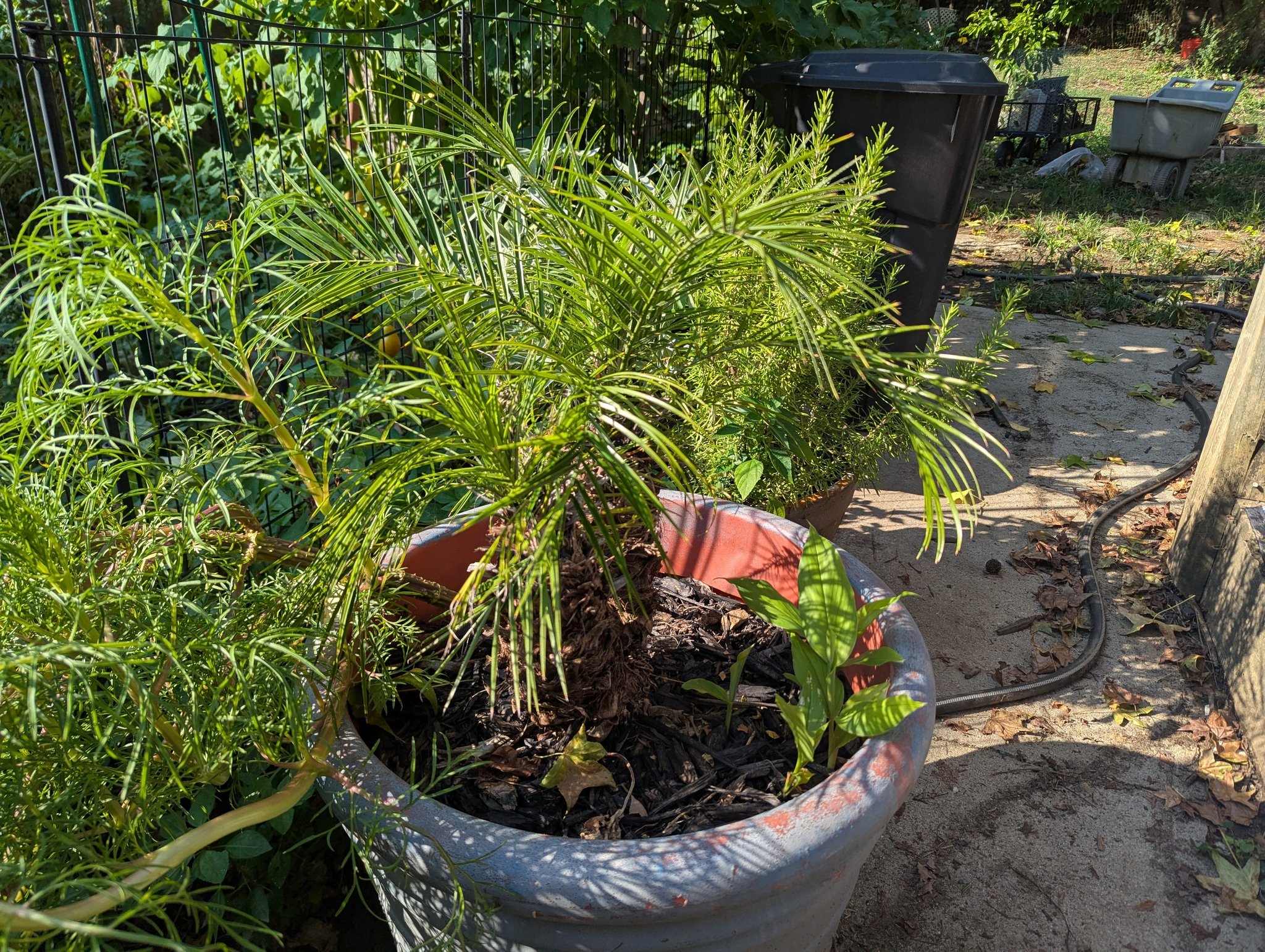 Growing pigmy date palm and lime tree in zone 8a