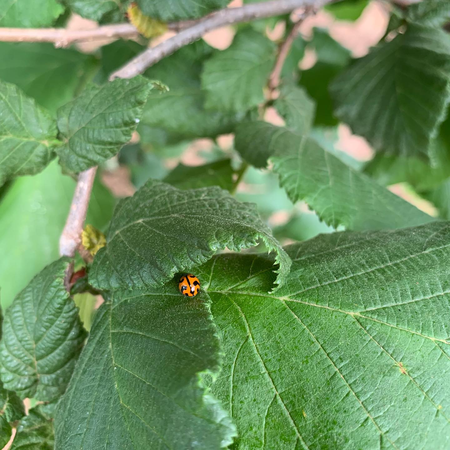 Ladybirds and their larvae a... - Harkers Creek Hazelnuts | Facebook