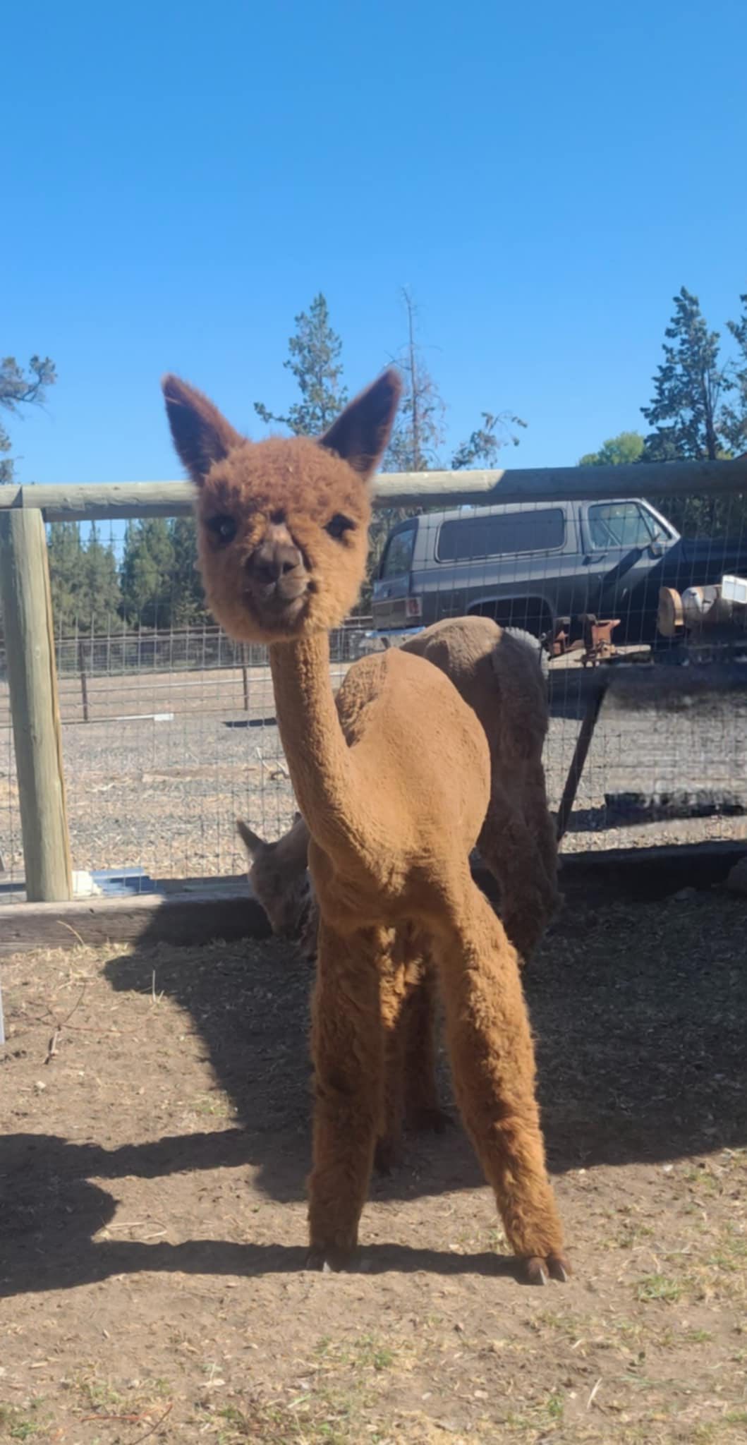 Diamond Valley Alpacas | Redmond OR