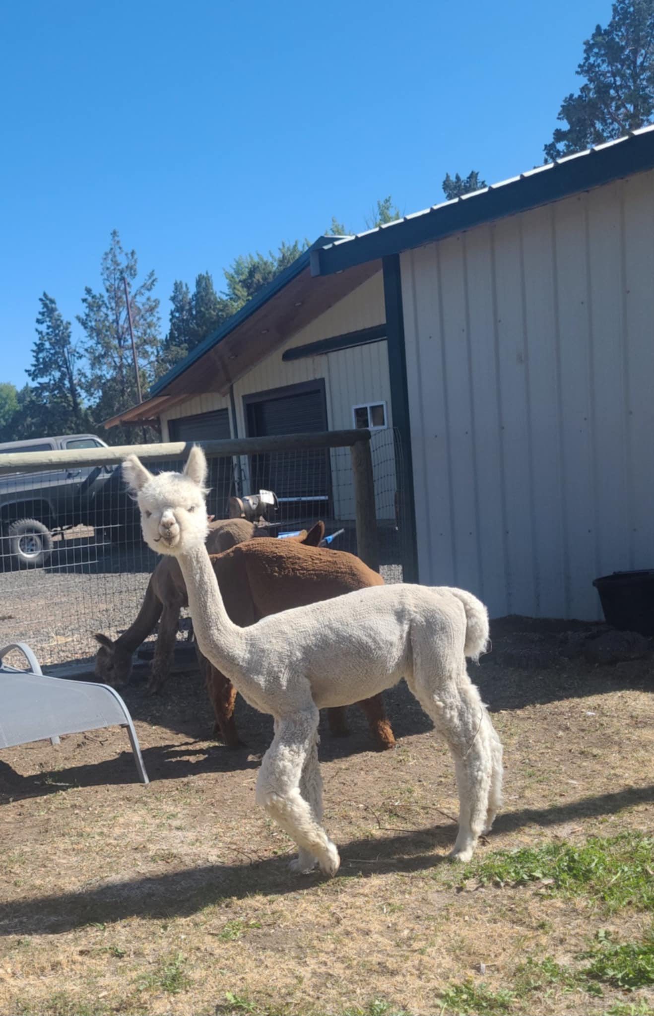 Diamond Valley Alpacas | Redmond OR