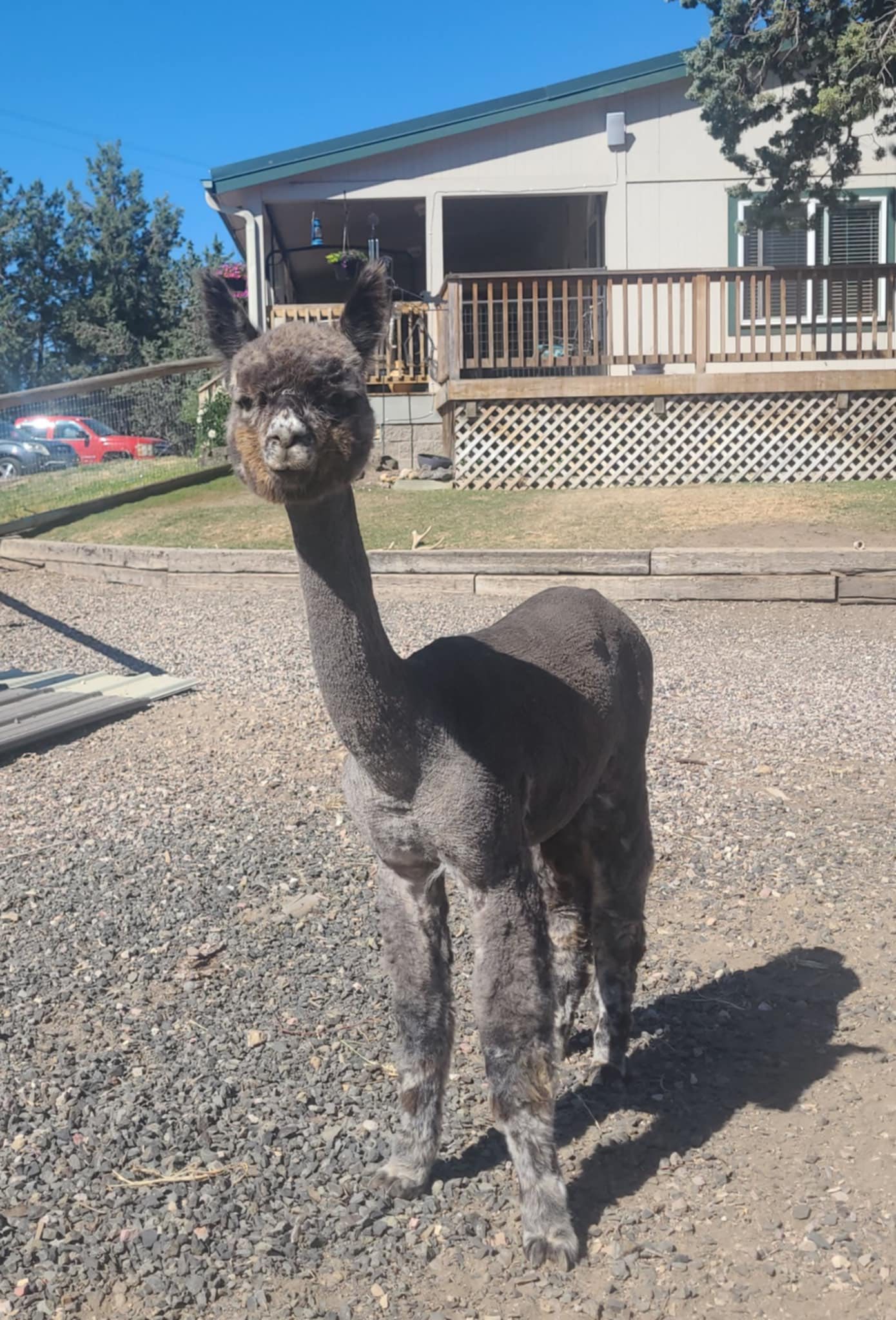 Diamond Valley Alpacas | Redmond OR