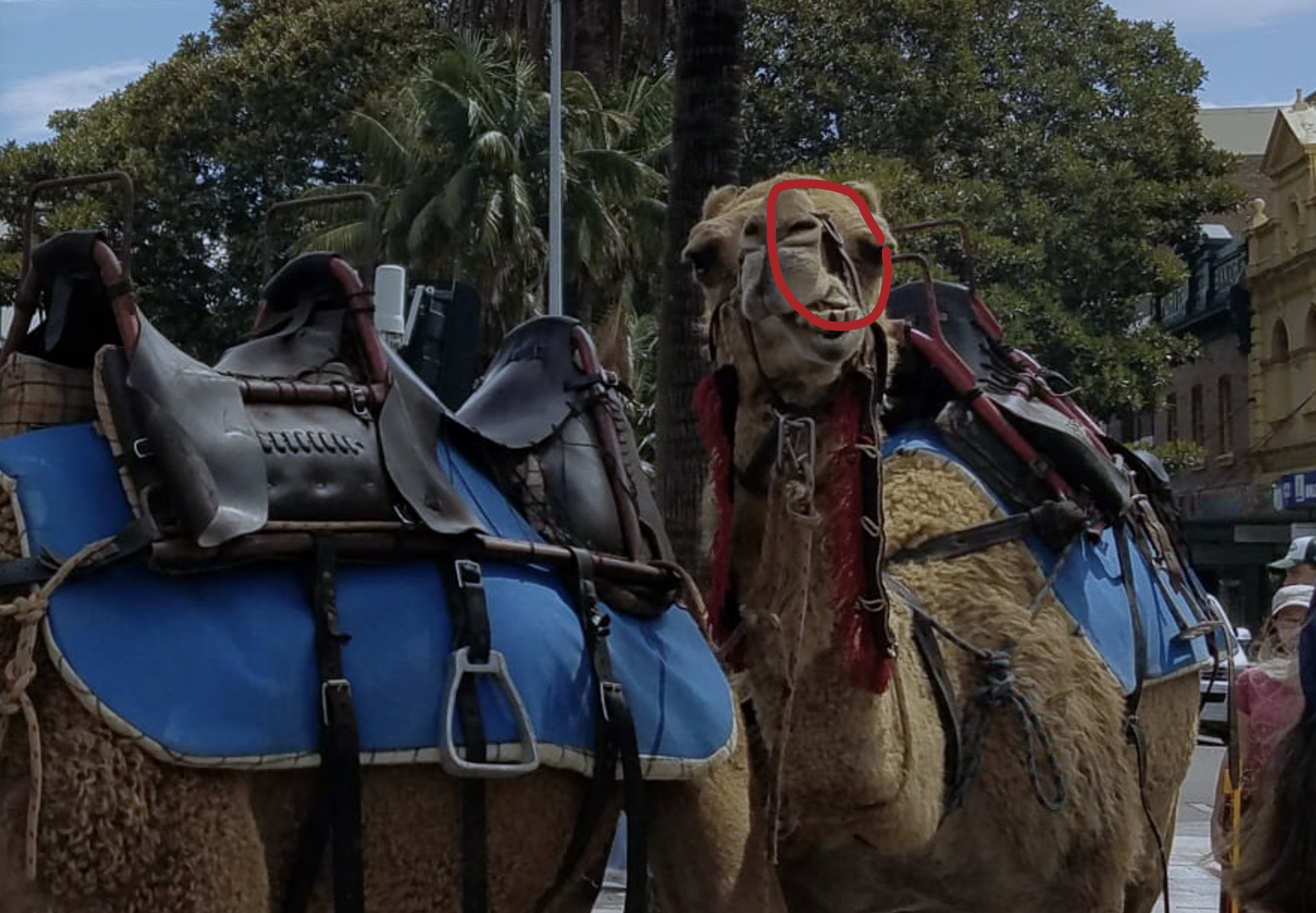 What goals were achieved by exploiting camels to become a prop for ...