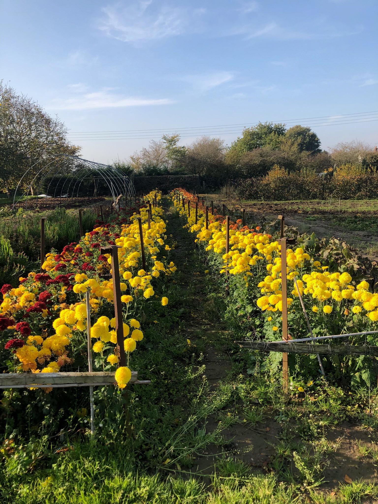 Sunnyside Farm Shop | Rickinghall
