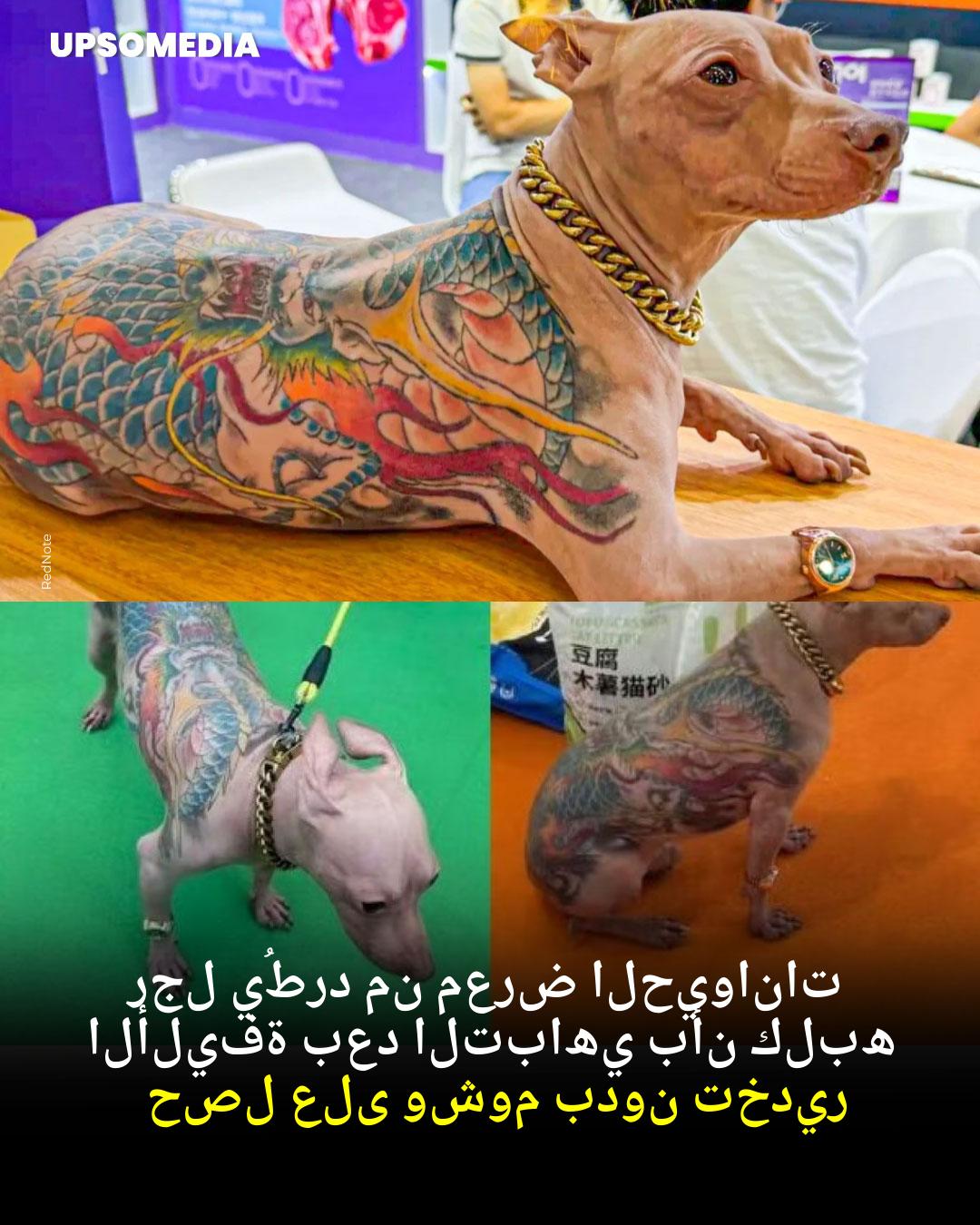 ايجابي - صورة أثارت غضب مستخدمي الإنترنت. تُظهر الصورة كلبًا من سلالة ...