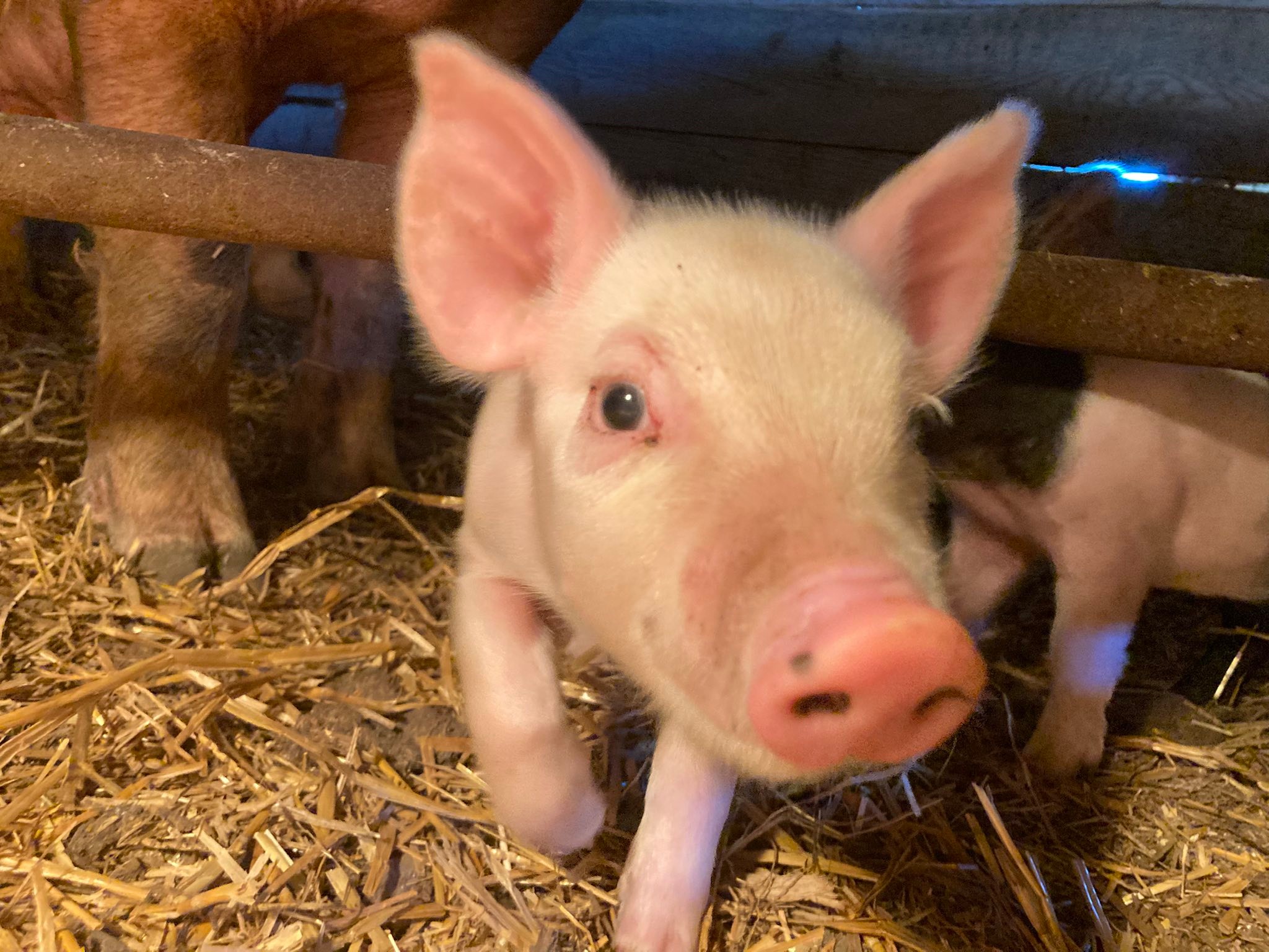 Badger Family Farms LLC | Livonia IN