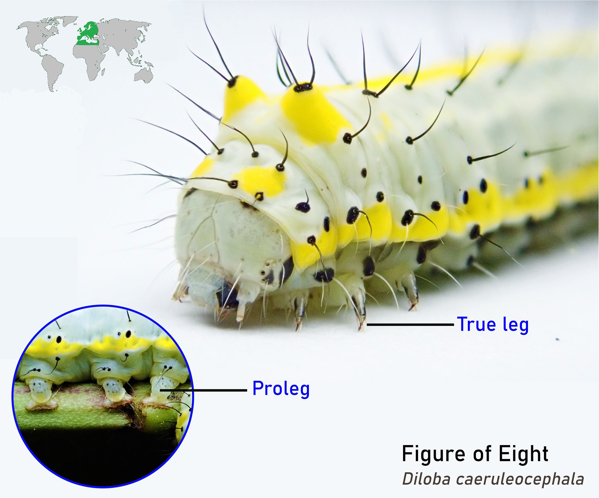 Tom Cassar - Why do caterpillars have so many legs? The... | Facebook