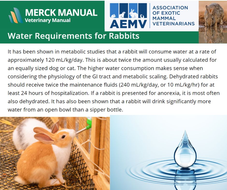 Association - Water requirements for rabbits. Stay hydrated! #AEMV # ...