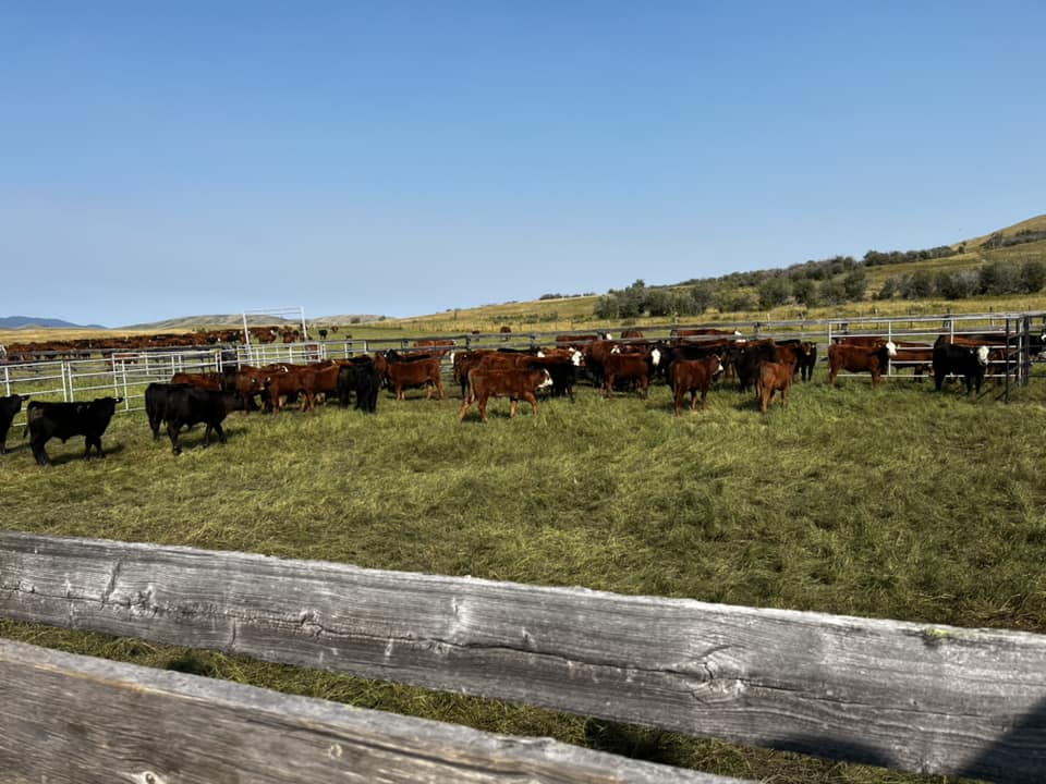 Chinook Ranch Ltd | Longview AB
