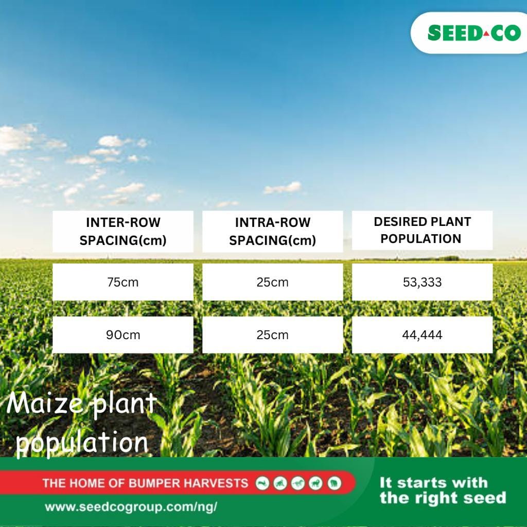 SeedCo Nigeria - Optimal Maize Planting Spacing Tips!... | Facebook