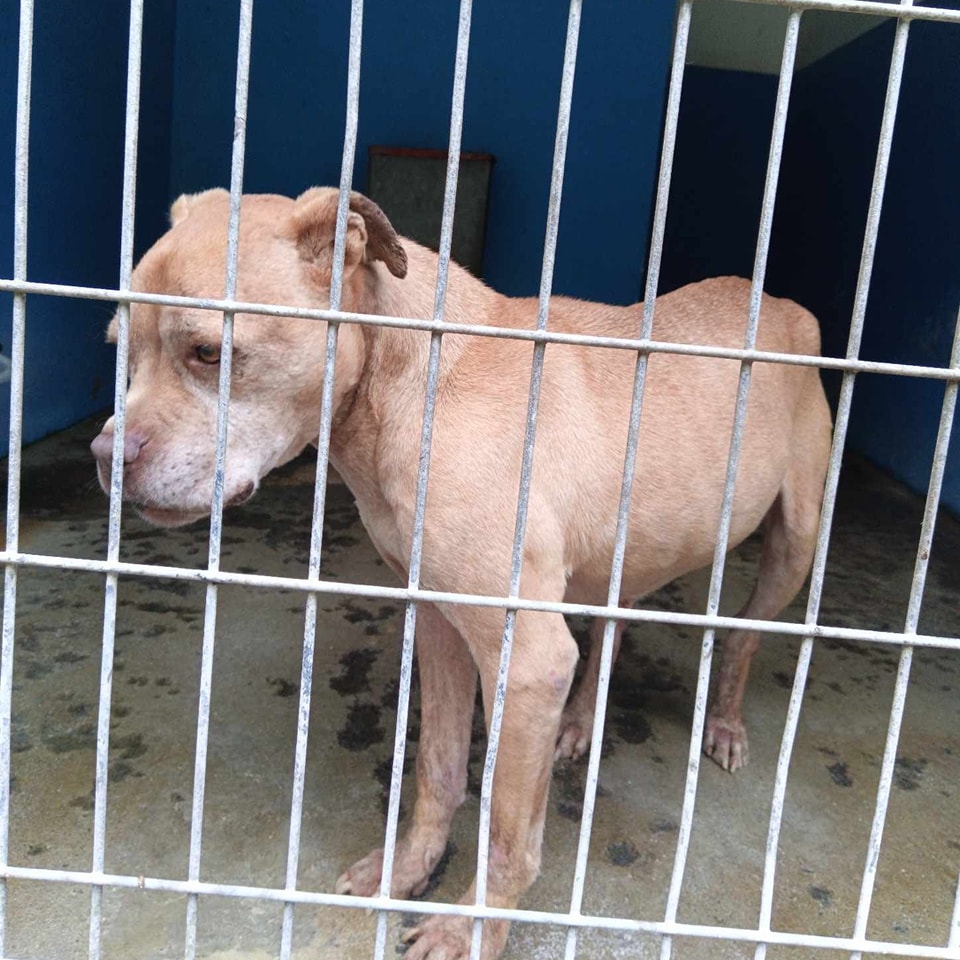 Der Beitrag der... - Underdog Rescue e.V.- ein Herz für Hunde