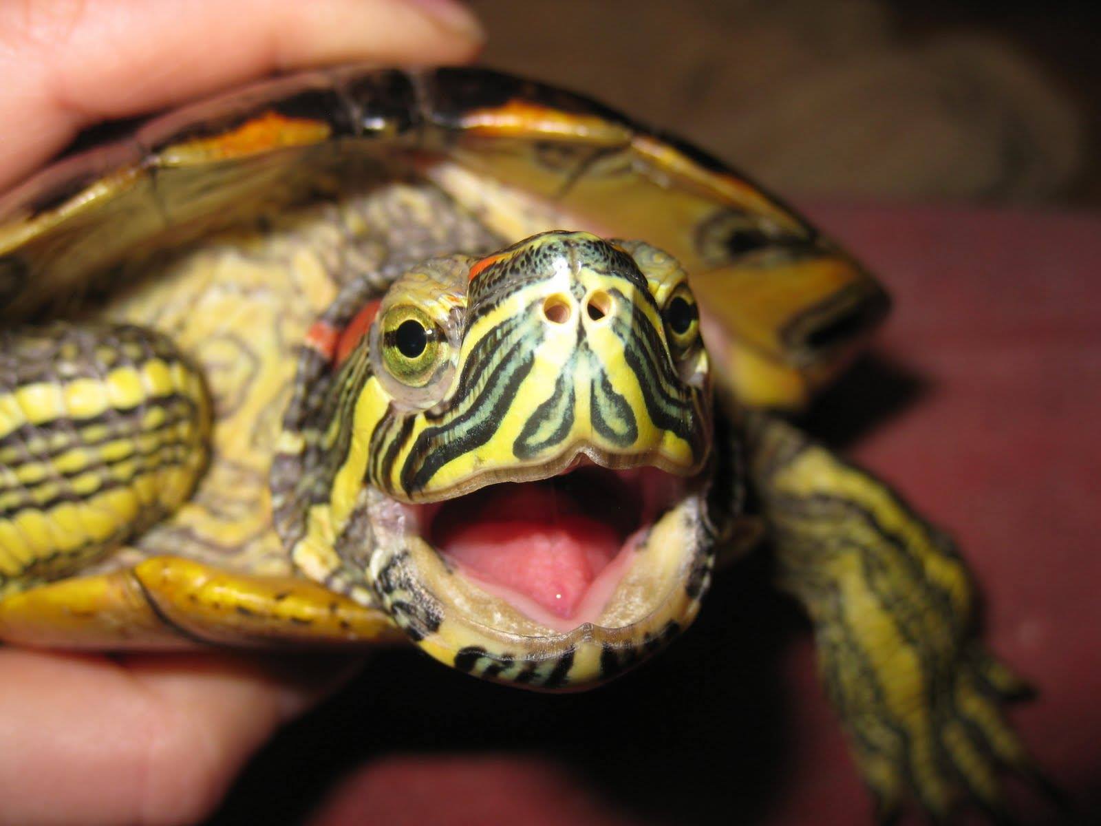 Tigre D'água e Trachemys scripta elegans
