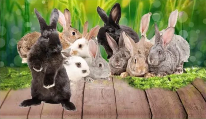 RABBIT BREEDERS SA CALAMBA LAGUNA | magingat keo mga bumibili ng rabbit ...