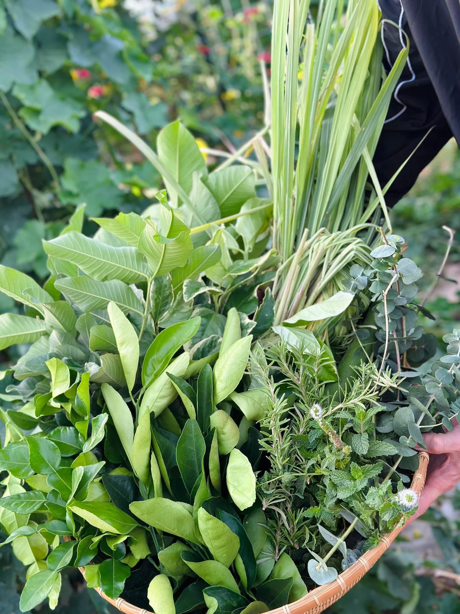 TRỒNG CÂY GÂY GHIỀN Ở MỸ | Một rổ lá thơm thập cẩm,một mẹt tắc vừa mới ...