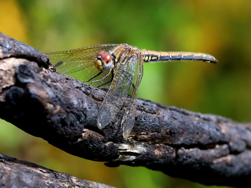 BDI - Did you know that the Odonata, encompassing dragonflies and ...