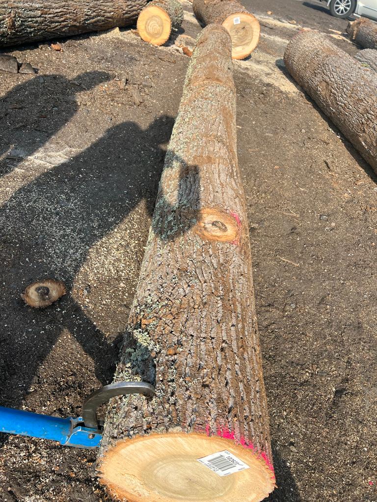 Ezzi Forest Exports LLC - Log / Timber / Lumber Exports | Houston TX