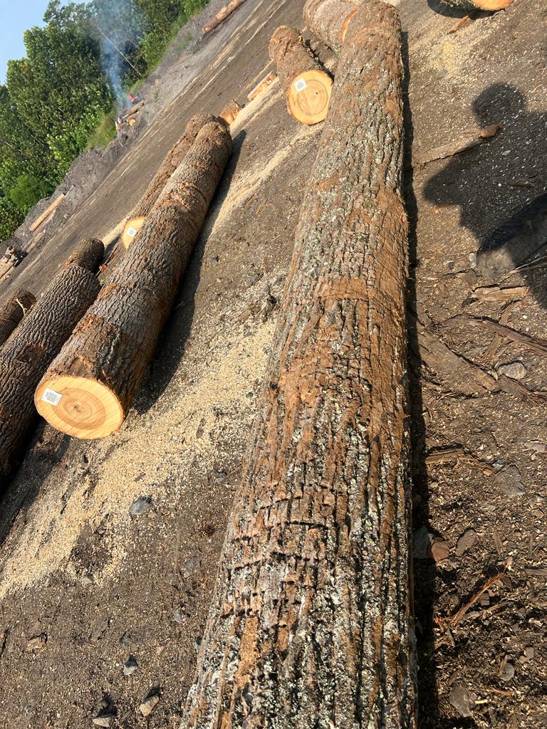 Ezzi Forest Exports LLC - Log / Timber / Lumber Exports | Houston TX