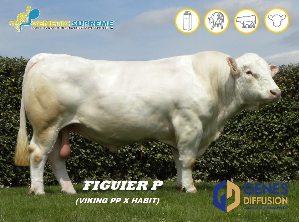 Genes Diffusion México - Genetic Supreme