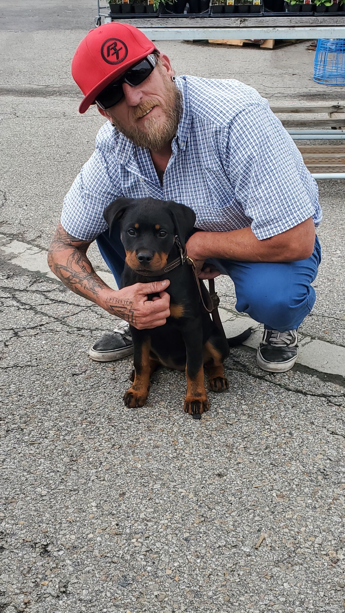 Vom Schwarzen Donner Rottweilers