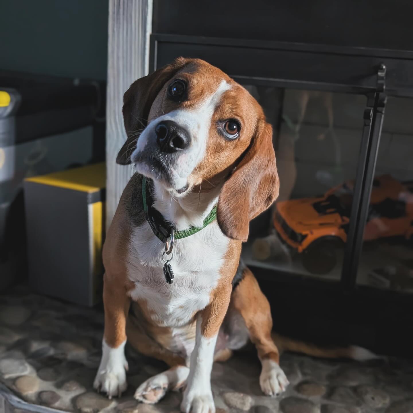 Meet Lenny! Lenny is a handsome 3-year-old Beagle with a big