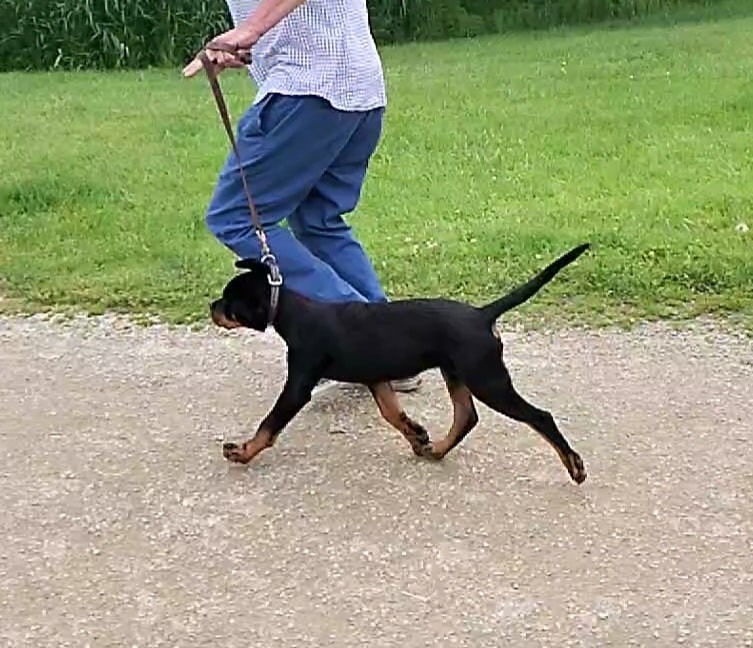 Vom Schwarzen Donner Rottweilers
