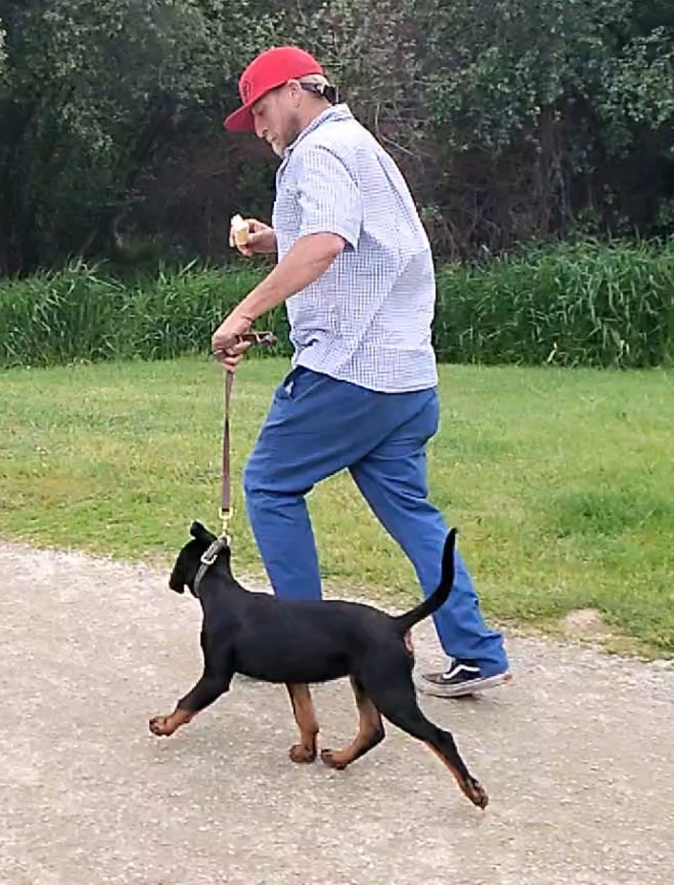Vom Schwarzen Donner Rottweilers